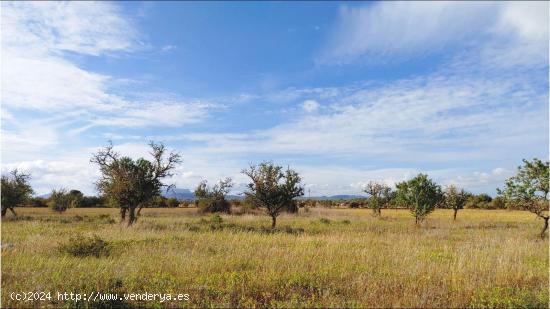  Terreno de 15.300 m2 para construir un chalet con piscina entre Campos y Sa Ràpita - BALEARES 