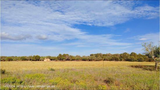 Terreno de 15.300 m2 para construir un chalet con piscina entre Campos y Sa Ràpita - BALEARES