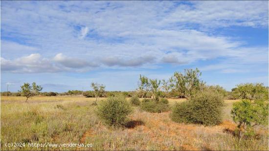 Terreno de 15.300 m2 para construir un chalet con piscina entre Campos y Sa Ràpita - BALEARES