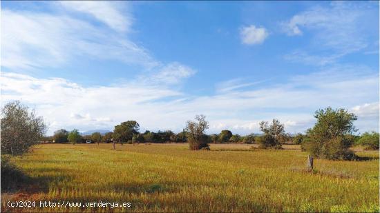 Terreno de 15.300 m2 para construir un chalet con piscina entre Campos y Sa Ràpita - BALEARES