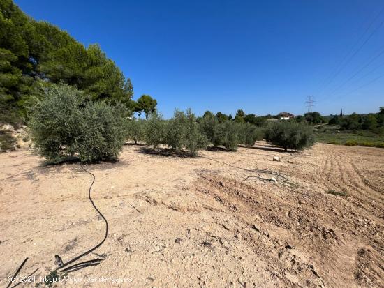 TERRENO RÚSTICO EN MONTSERRAT - VALENCIA