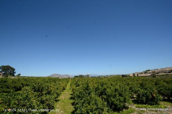 Finca rústica en Jacarilla, 40.000 m2. de superficie. - ALICANTE