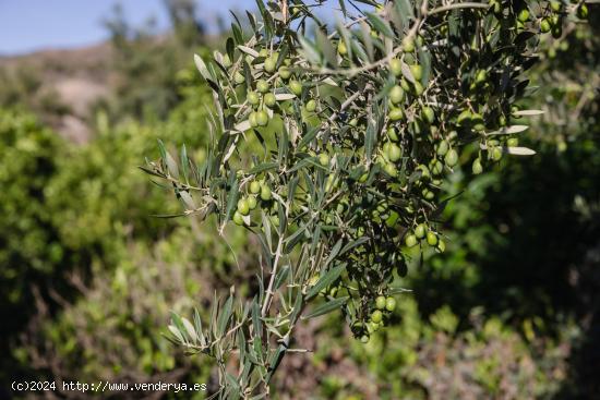 Oportunidad Única: Finca Rústica en Murchas - GRANADA