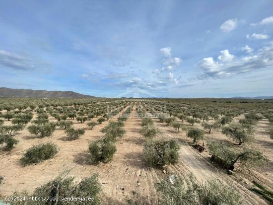 FINCA DE OLIVOS EN ULEILA DEL CAMPO - ALMERIA