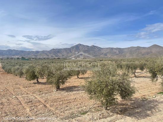 FINCA DE OLIVOS EN ULEILA DEL CAMPO - ALMERIA