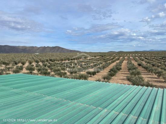 FINCA DE OLIVOS EN ULEILA DEL CAMPO - ALMERIA