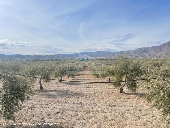 FINCA DE OLIVOS EN ULEILA DEL CAMPO - ALMERIA