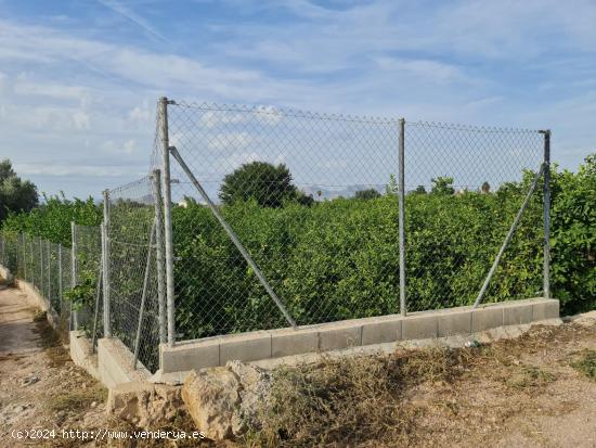 Finca de limoneros en activo¡¡¡ - MURCIA