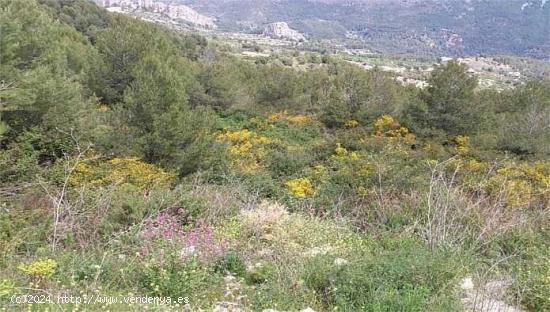 TERRENO URBANIZABLE EN BENIMANTELL - ALICANTE