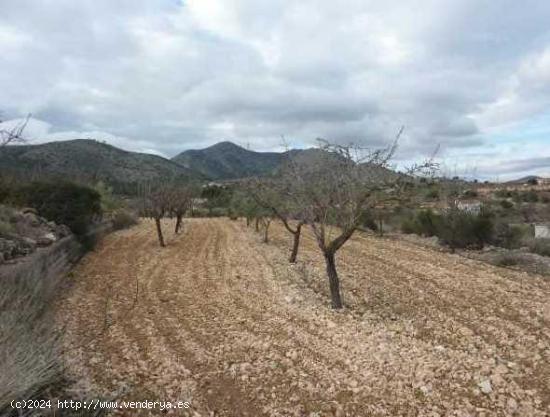 TERRENO RÚSTICO EN HONDÓN DE LAS NIEVES - ALICANTE