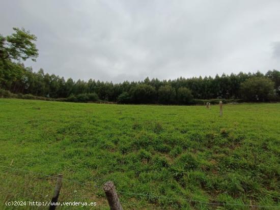 TERRENO RÚSTICO EN ALFOZ DE LLOREDO.- - CANTABRIA