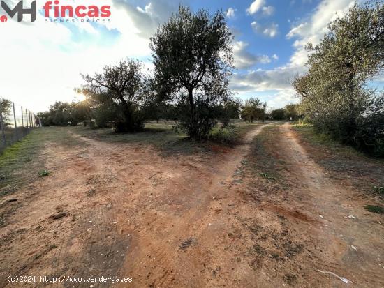  Precioso Olivar de secano 100 patas aprox . y 3.600 Mt2 de parcela (Con escrituras) - SEVILLA 