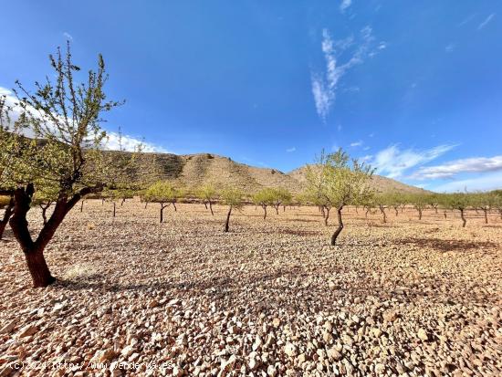 Terreno en Barbarroja - ALICANTE