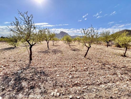  PARCELA EN BARBARROJA - ALICANTE 