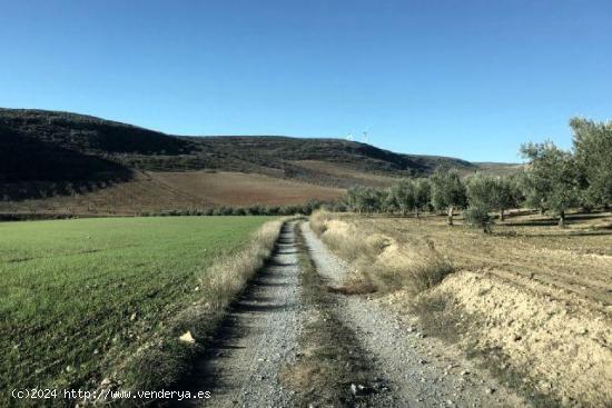 Finca de secano en desnivel, parte de la finca pertenece a un barranco, sembrado de almendros - GRAN