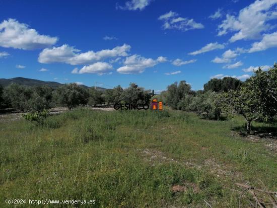 TERRENO RURAL EN VENTA EN ONTINYENT - VALENCIA