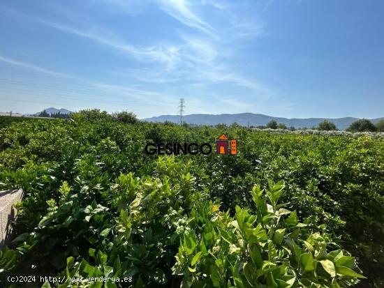 TERRENO RÚSTICO DE 2567 M² DE PARCELA - VALENCIA