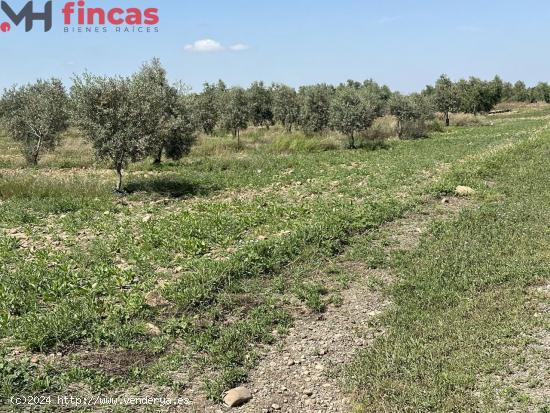  Descubre esta joya agrícola en plena A4: ¡una finca de olivar y tierra de regadío lista!! - SEVIL 