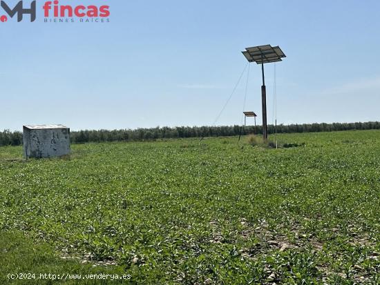 Descubre esta joya agrícola en plena A4: ¡una finca de olivar y tierra de regadío lista!! - SEVIL