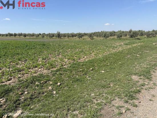 Descubre esta joya agrícola en plena A4: ¡una finca de olivar y tierra de regadío lista!! - SEVIL