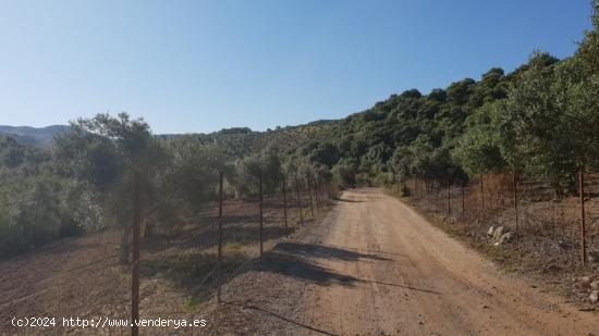  PROMOCIÓN DE DOS FINCAS  RUSTICAS  EN PARAJE LOS POLLOS - SEVILLA 