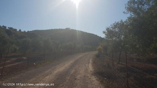 PROMOCIÓN DE DOS FINCAS  RUSTICAS  EN PARAJE LOS POLLOS - SEVILLA