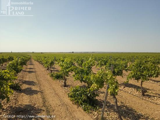  Se venden 4.8 hectareas de emparrado de Regadio de variedad Airen - CIUDAD REAL 