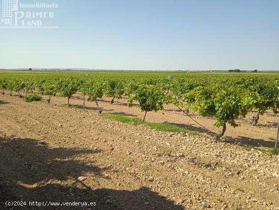 Se venden 4.8 hectareas de emparrado de Regadio de variedad Airen - CIUDAD REAL