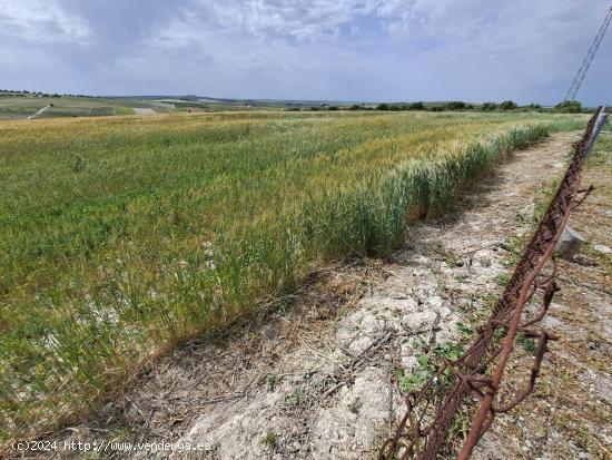 SE VENDE FINCA RUSTICA EN CAMPIÑA DE JEREZ - CADIZ