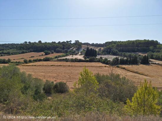  TERRENO EN VENTA EN MURO - BALEARES 