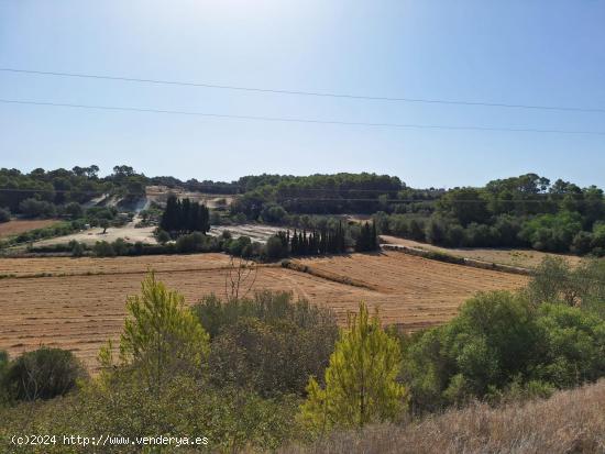 TERRENO EN VENTA EN MURO - BALEARES