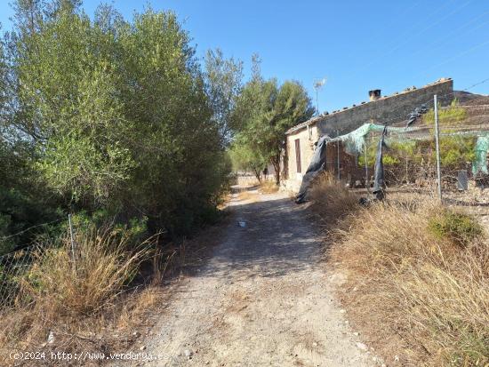 TERRENO EN VENTA EN MURO - BALEARES