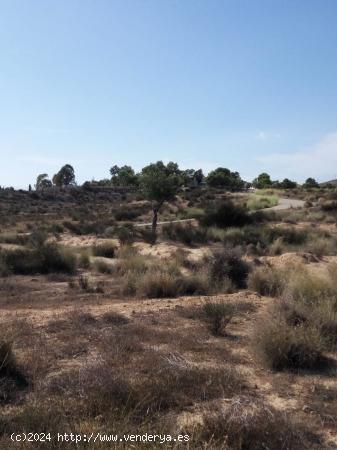 GRAN TERRENO RUSTICO EN TOSSAL REDO - ALICANTE