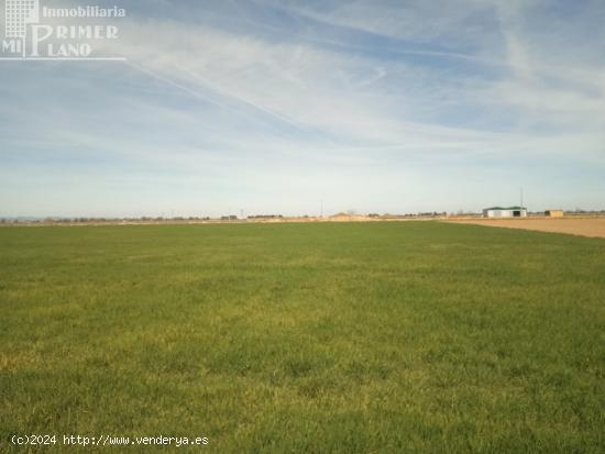 Se vende 9.5 hectareas de tierra blanca de regadio en CINCO CASAS PARAJE LA NAVA - CIUDAD REAL