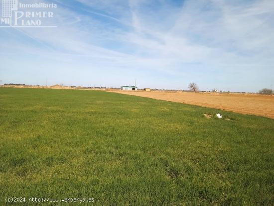 Se vende 9.5 hectareas de tierra blanca de regadio en CINCO CASAS PARAJE LA NAVA - CIUDAD REAL