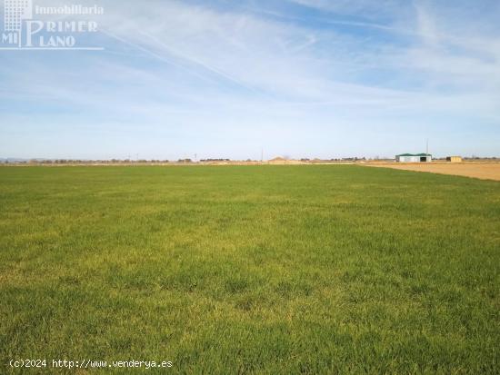 Se vende 9.5 hectareas de tierra blanca de regadio en CINCO CASAS PARAJE LA NAVA - CIUDAD REAL