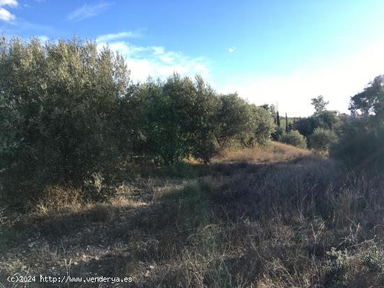 PARCELA CON OLIVOS EN PURIAS - MURCIA