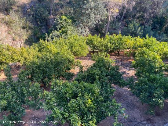 Finca rústica en venta, con casa de aperos y balsa - VALENCIA