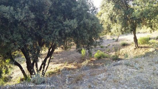 PARCELA EN COLLBATO CON PRECIOSAS VISTAS A MONTSERRAT A 30' DE BARCELONA - BARCELONA