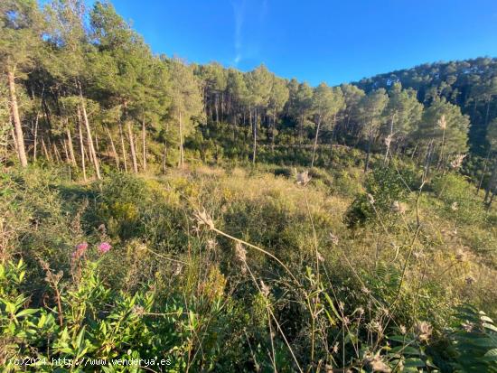 Fantastico terreno en Vallirana - En el sector el pinar, parte alta. - BARCELONA