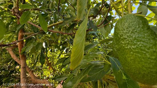  Parcela con producción de aguacate - MALAGA 