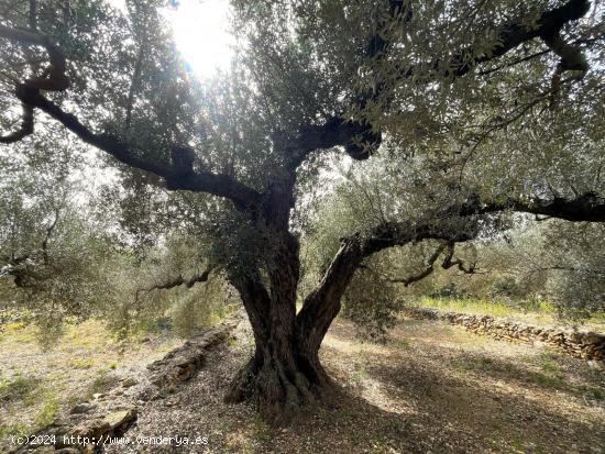 FINCA RÚSTICA LA RÀPITA - TARRAGONA