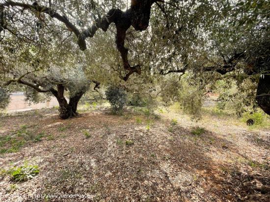 FINCA RÚSTICA LA RÁPITA - TARRAGONA