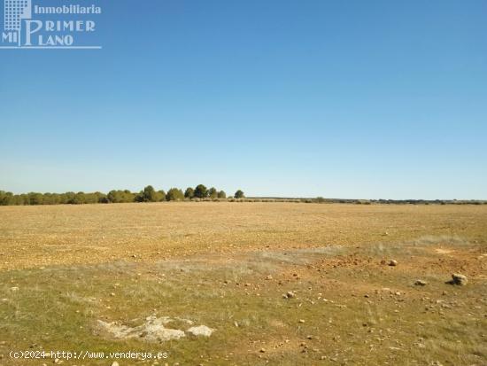 Se venden 11 hectareas de tierra de secano en el paraje La Cinta Negra Tomelloso - CIUDAD REAL