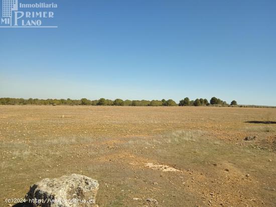 Se venden 11 hectareas de tierra de secano en el paraje La Cinta Negra Tomelloso - CIUDAD REAL