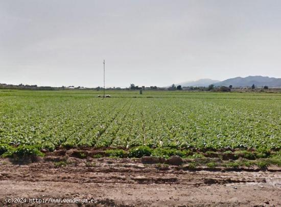 VENTA DE PARCELA PARA PLANTACIONES - MURCIA