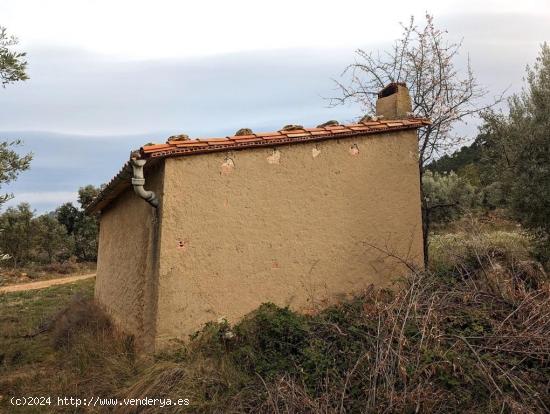 Finca de olivos centenarios en Valderrobres - TERUEL