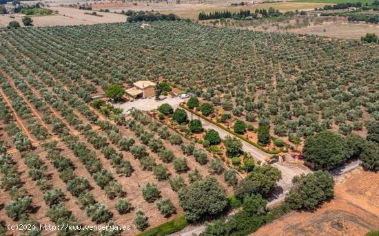 Finca rústica con explotación agrícola  y licencia vacacional - BALEARES