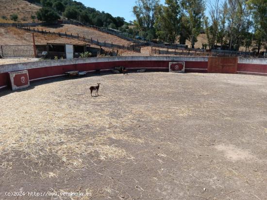 FINCA GANADERA DE 113 HECTAREAS, CON PLAZA DE TOROS Y NAVE - CADIZ