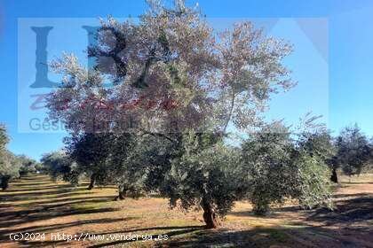 SE VENDE Olivar de 1550 matas. - Bailén